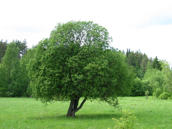 KuparsaariRetki047
